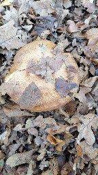 Paxillus involutus