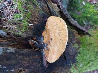 Gloeophyllum odoratum