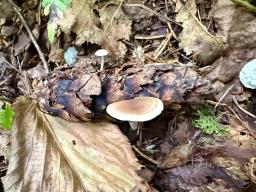 Baeospora myosura