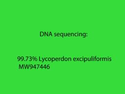 Lycoperdon excipuliforme