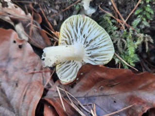 Hygrophorus lucorum