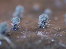 Collariella bostrychodes