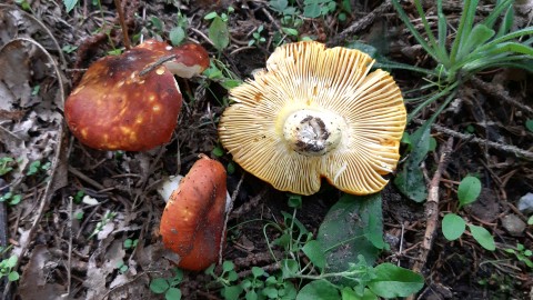 Russula aurea