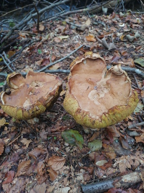 Boletus edulis
