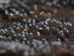 Physarum album