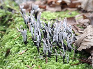 Xylaria hypoxylon