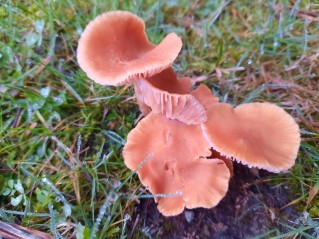 Laccaria laccata