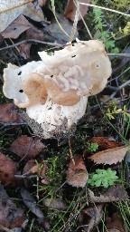 Helvella crispa