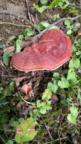 Ganoderma lucidum