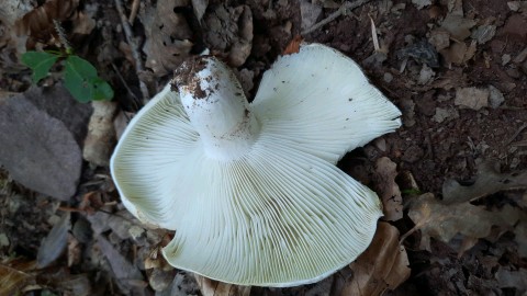 Russula delica