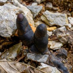 Xylaria polymorpha