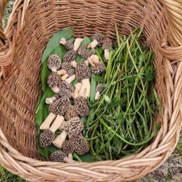 Morchella americana