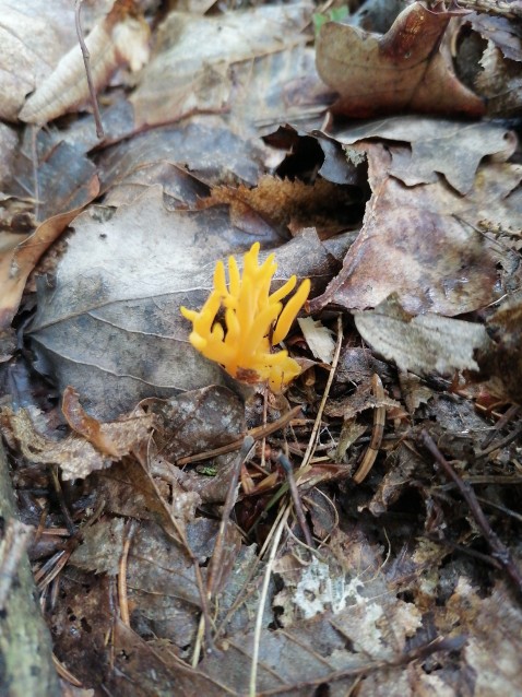 Calocera viscosa