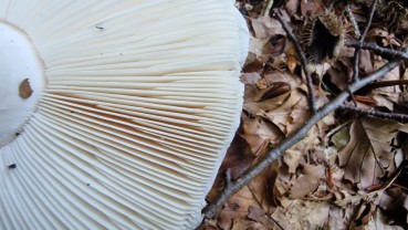 Amanita strobiliformis