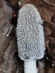 Coprinopsis lagopus