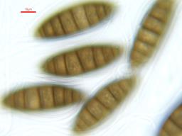 Navicella pileata