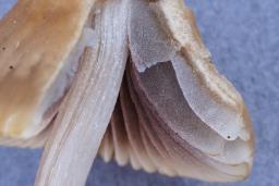 Psathyrella corrugis