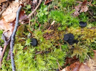 Pseudoplectania nigrella