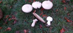 Agaricus urinascens