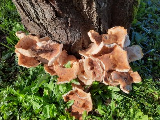 Armillaria mellea