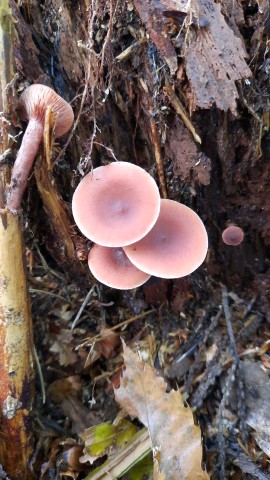 Lactarius subdulcis