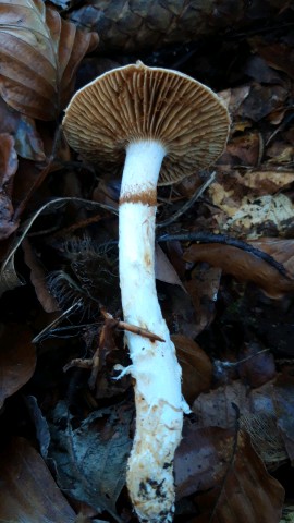 Cortinarius