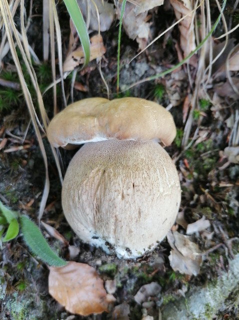 Agaricus arvensis