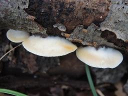 Crepidotus carpaticus