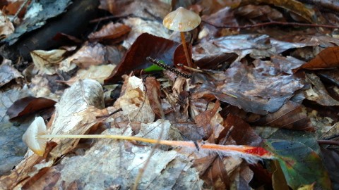 Mycena crocata