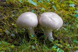 Amanita strobiliformis