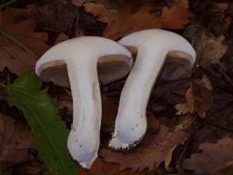 Cortinarius largus