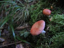 Russula silvestris