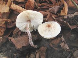 Lepiota cristata