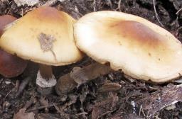 Conocybe aporos