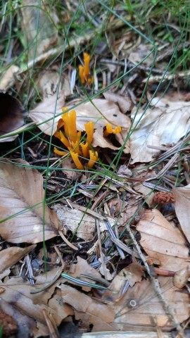 Calocera viscosa