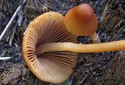 Conocybe macrospora