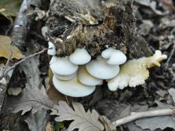 Crepidotus macedonicus