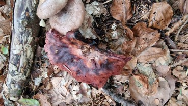 Hygrophorus capreolarius