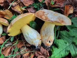 Hemileccinum impolitum