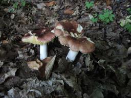 Russula romellii