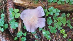 Cortinarius traganus