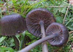 Entoloma serrulatum