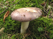 Russula cyanoxantha