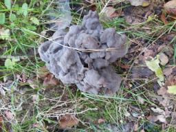 Helvella lacunosa
