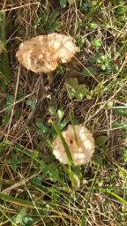 Marasmius oreades