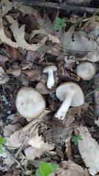 Entoloma clypeatum