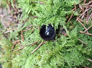 Pseudoplectania nigrella