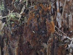 Botryobasidium simile