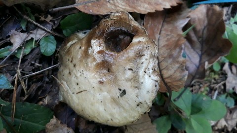 Suillus viscidus