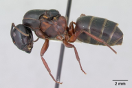 Camponotus herculeanus